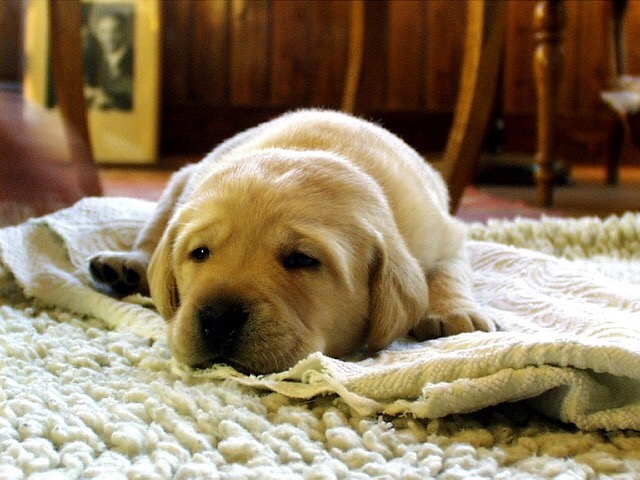 puppy on rug
